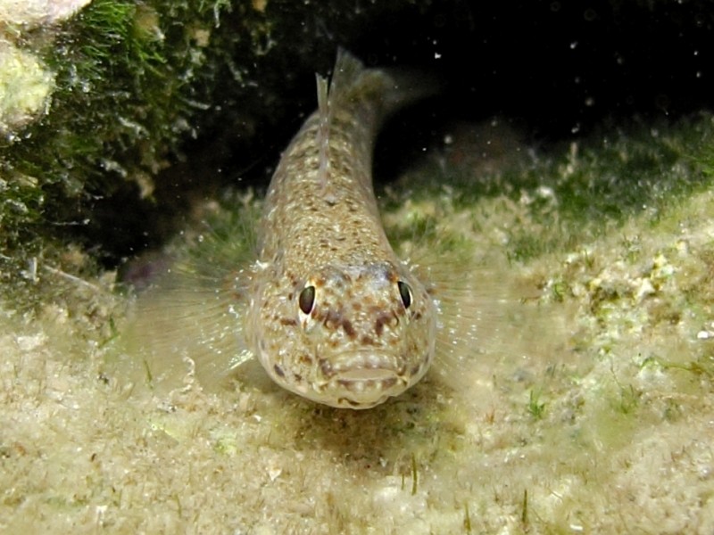 Primi sentori di Gobius bucchichi e Gobius incognitus ante 2016